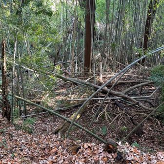 荒れた竹林。