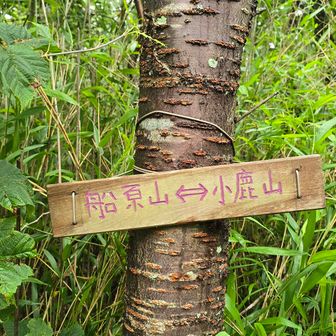 イカした顔の木に、標識がありますが