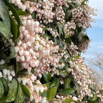 もっさり満開中✨