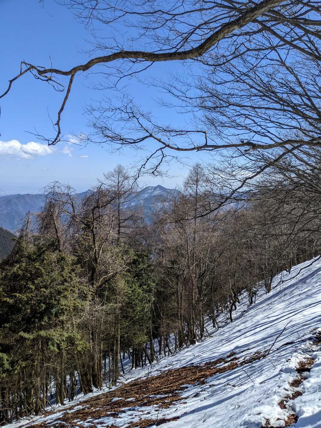 樹間から大岳山が見えました