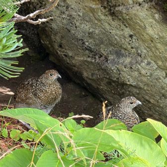 ハイマツの陰に雷鳥キッズが♡距離にして1mちょっとくらい。ちょうど目線の高さにいるので過去イチ至近距離かも。