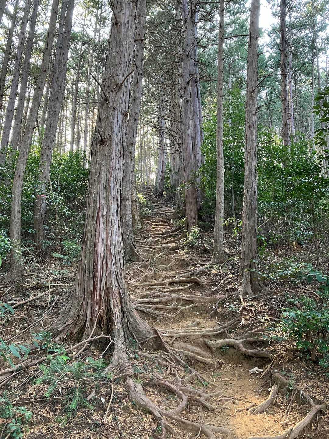 すごい根っこ