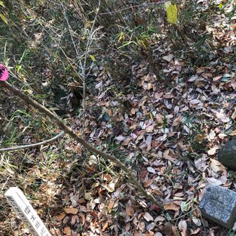 天神山山頂　藪の中です
三等三角点あります