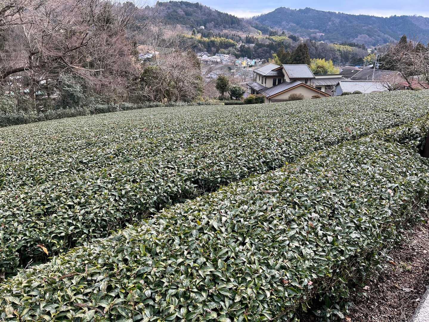 茶畑現る
