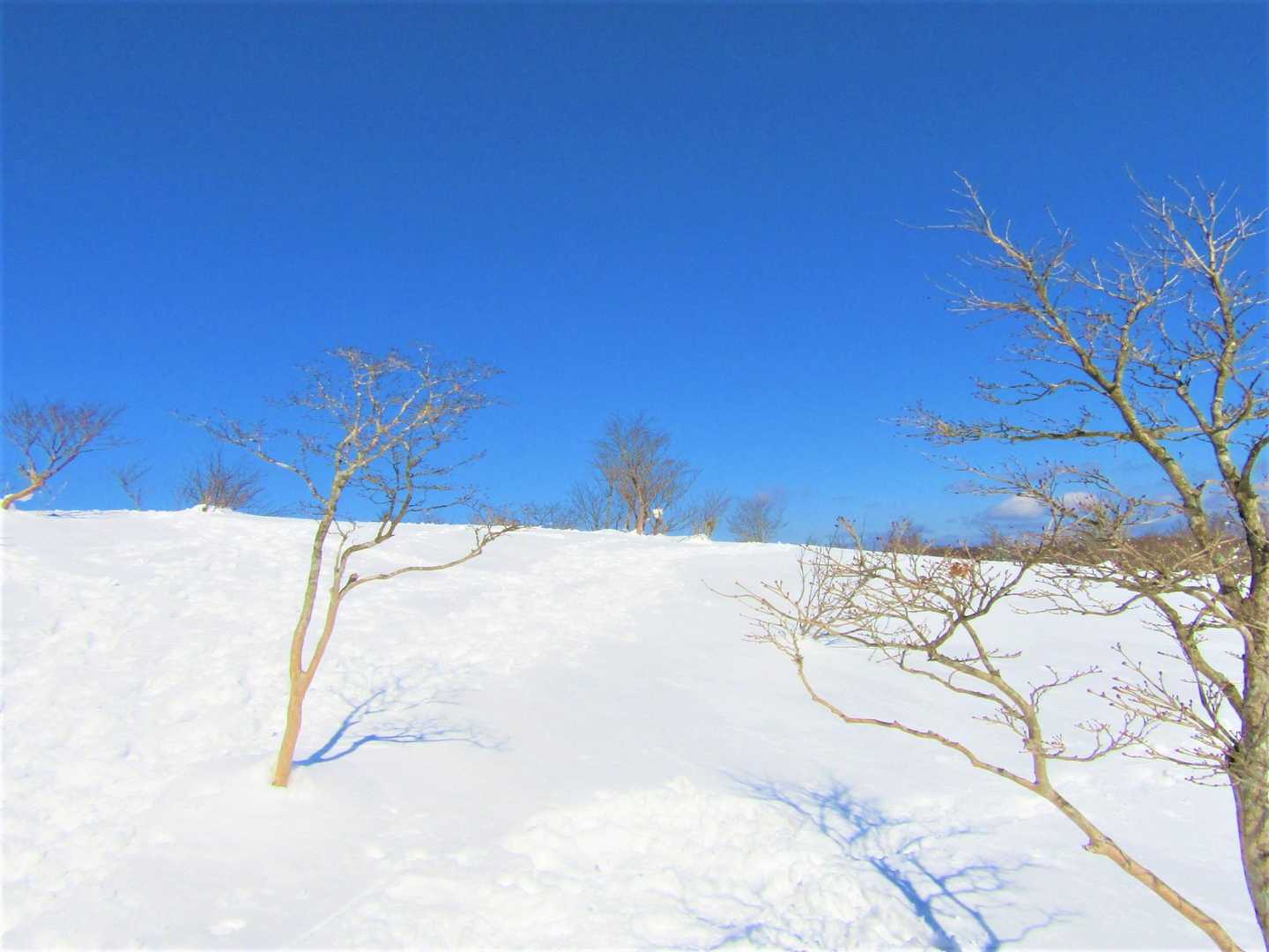 大畝山-御林山-池川山-霧ヶ原-伯州山 縦走コースの写真