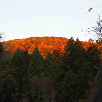 朝焼けを受けて燃えるように色づく山