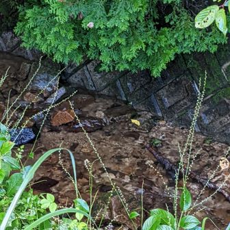 駐車場のそばの小川