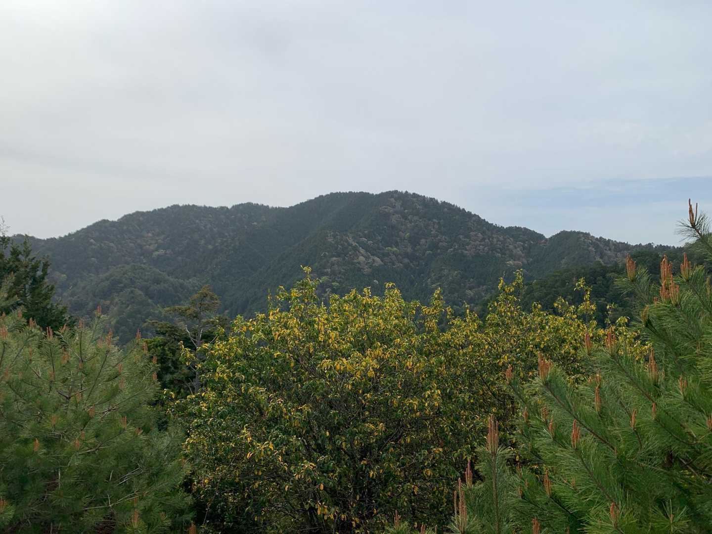 どっしりとした焼杉山