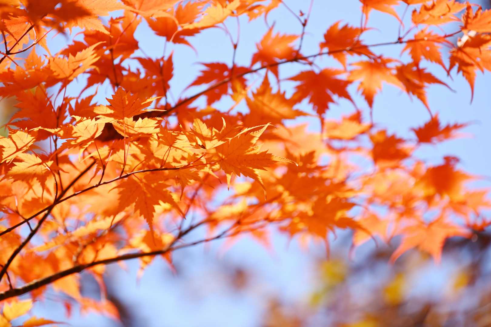Soft & Mellow 的 Momiji