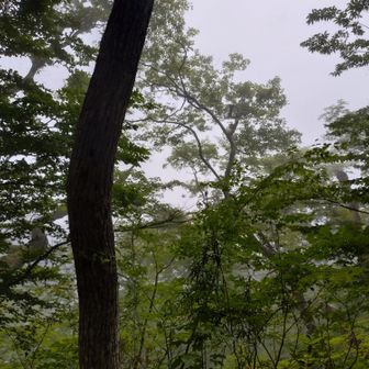 さすが雨、なにも見えす。