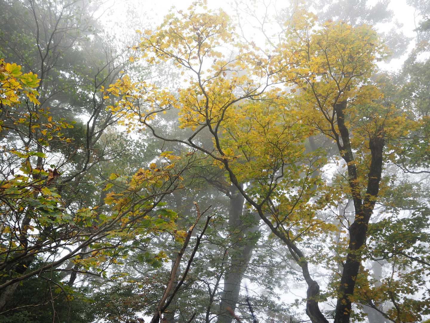 紅葉はまだこの程度