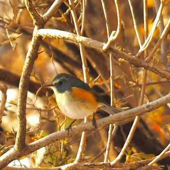                           ルリビタキ（オス）💙

                 幸せを運ぶ青い鳥、ルリビタキ
