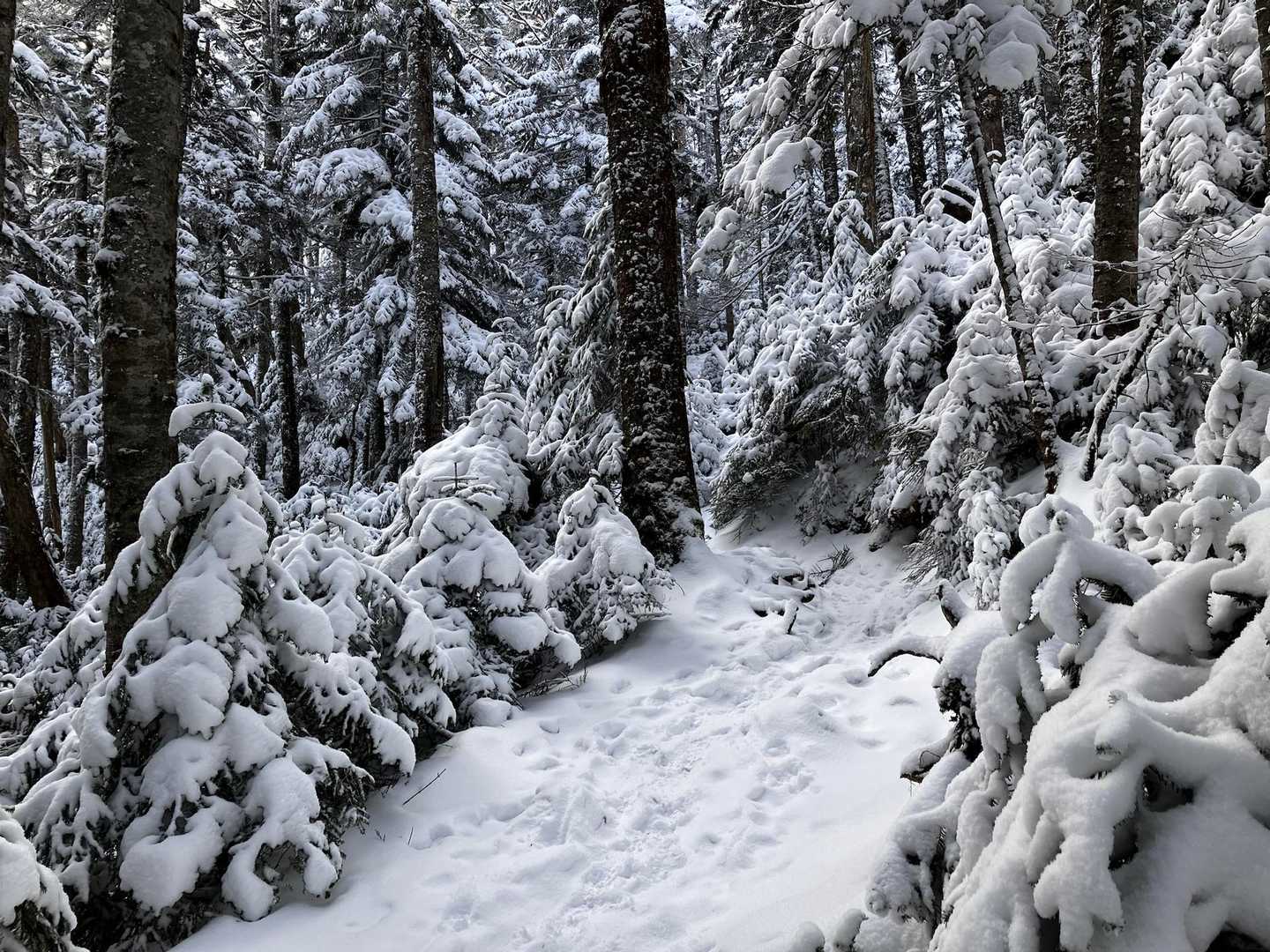 標高が上がるにつれモコモコと雪が増えてきました。