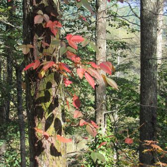 ツタウルシの紅葉が始まっていました。
絡まれているカラマツも黄色です