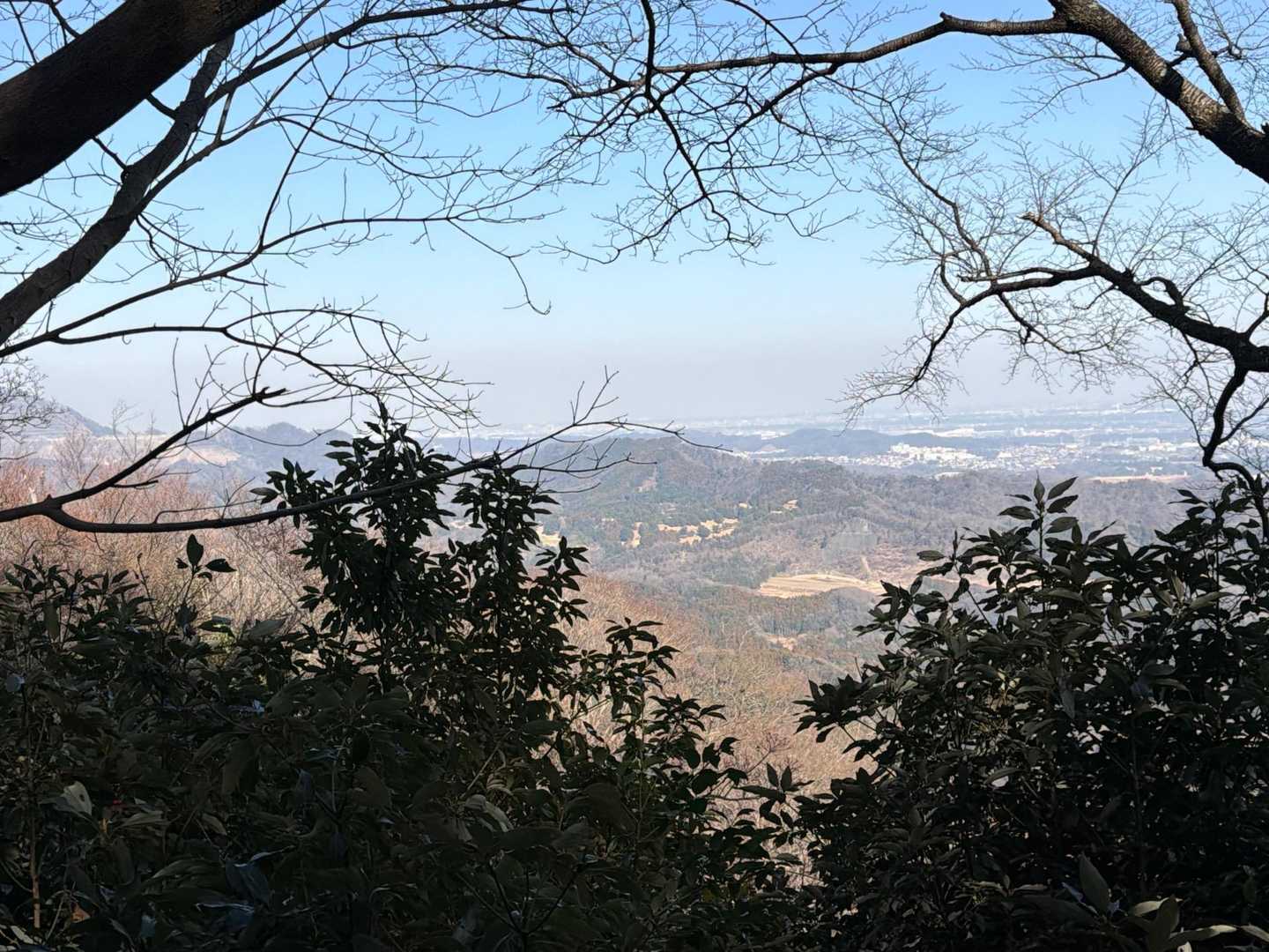 木々の間から