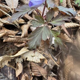 キクザキイチゲ