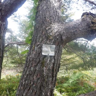 完全に通り過ぎてから気付いたので帰りに
