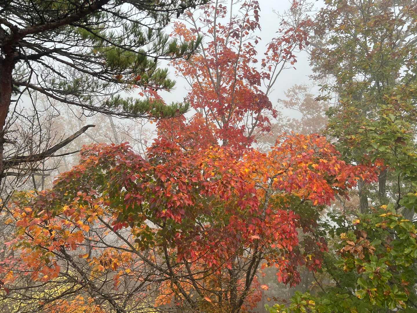 霊山登山口 往復コースの写真