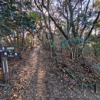 荒尾展望台横を下って帰ろうかと思いましたが、近くでイノシシの興奮したキーという声と荒い鼻息がずーと聞こえてきて、急いで観音岳方面へ向かいました😰