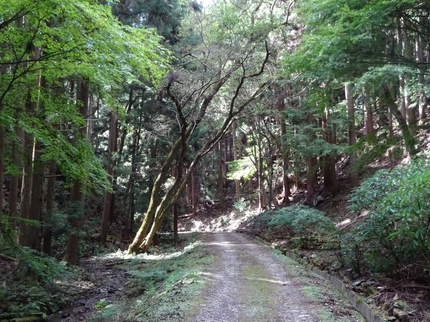 林道を下りました。