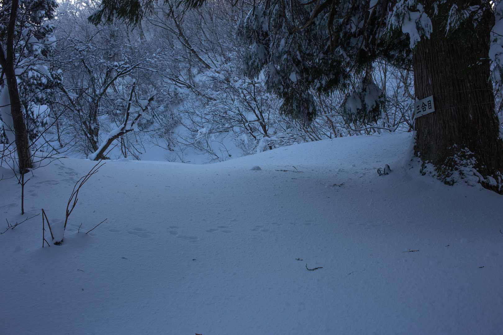 二合目あたりからがヒザラッセルだったのでここで良いやって気になる。
この先はノートレース