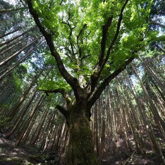 この山のご神木？　すごい存在感