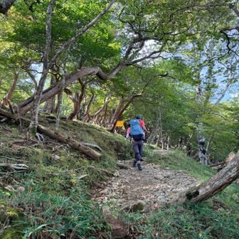 やっと奥駆道に出ます