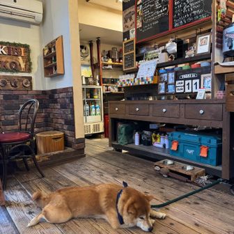 看板太よしよしさせてもらった🐶