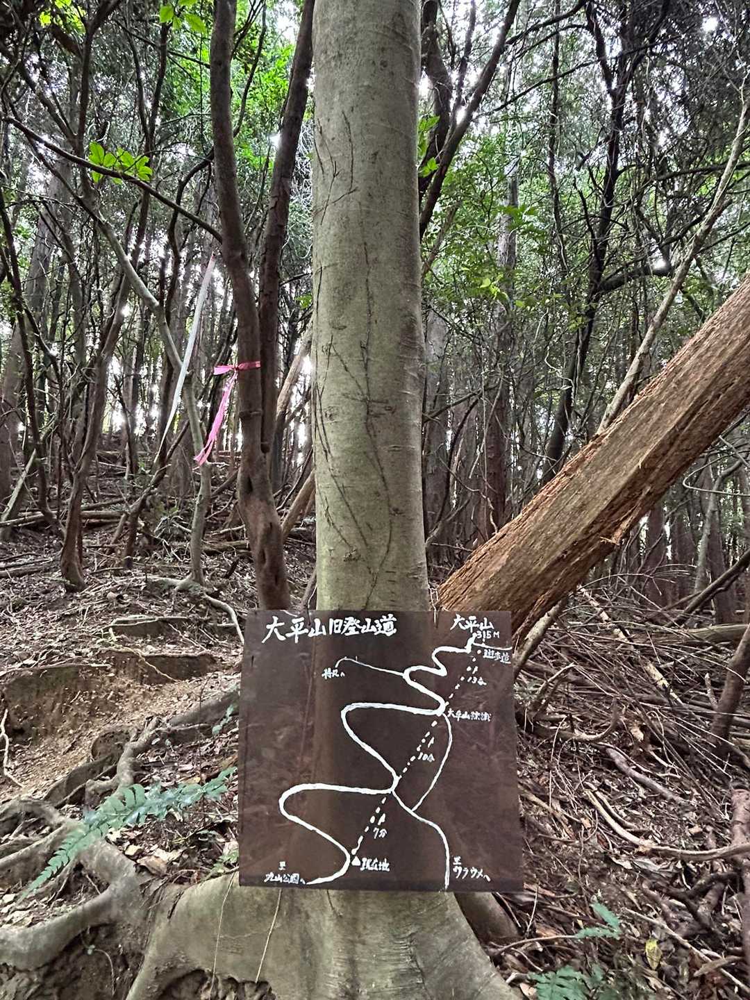 急登コース行きたい気持ちを押さえて…無理しない緩やかコースで行きましょ🤥