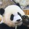 ぱんだ