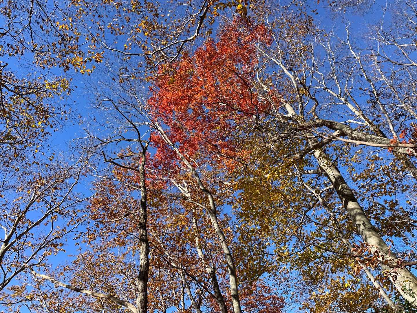  蓬新道登山口-蓬峠-武能岳 往復コースの写真