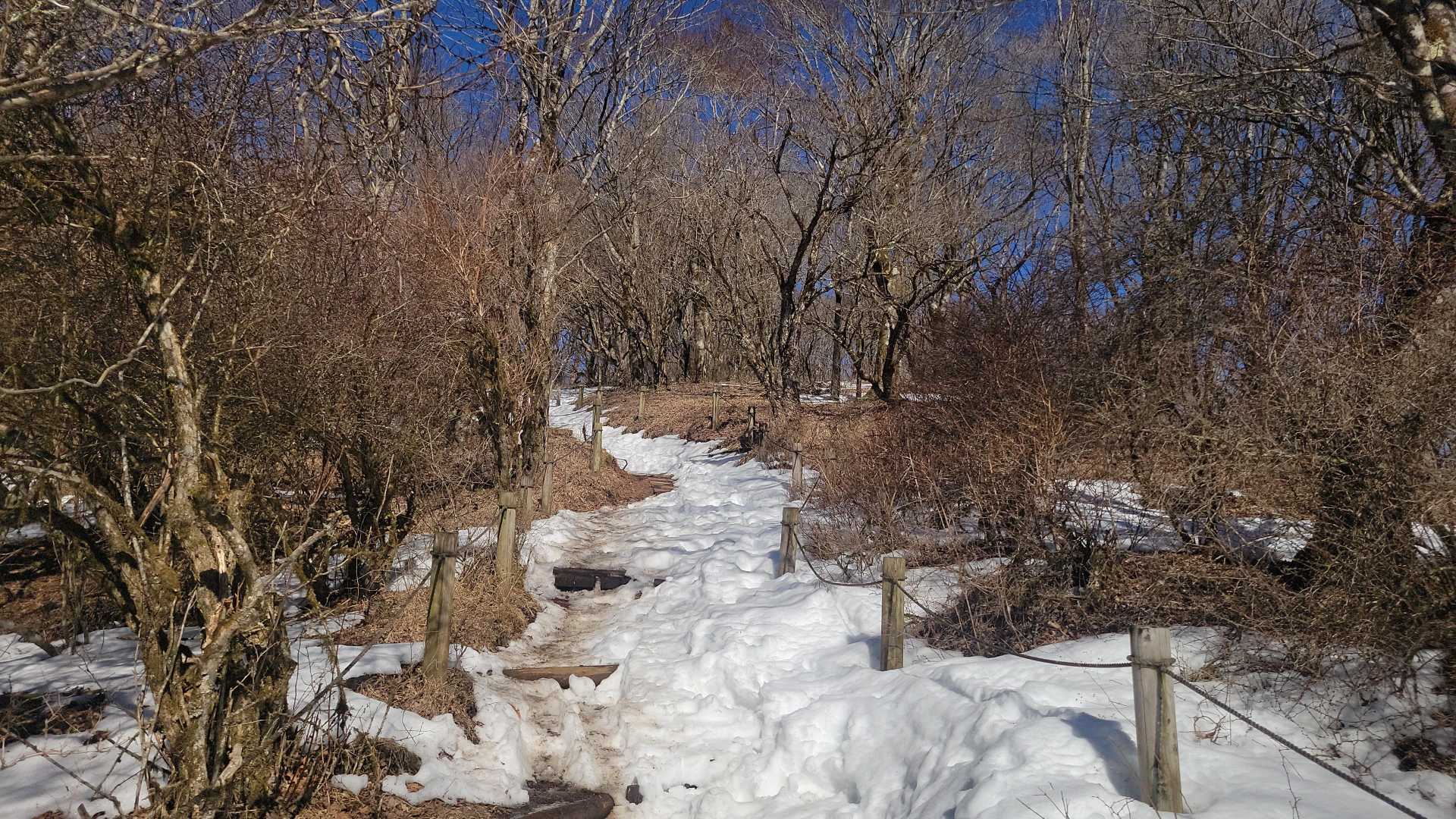 標高が1100mを超えたあたりから、2/5に降った雪の残雪が増え始めます。