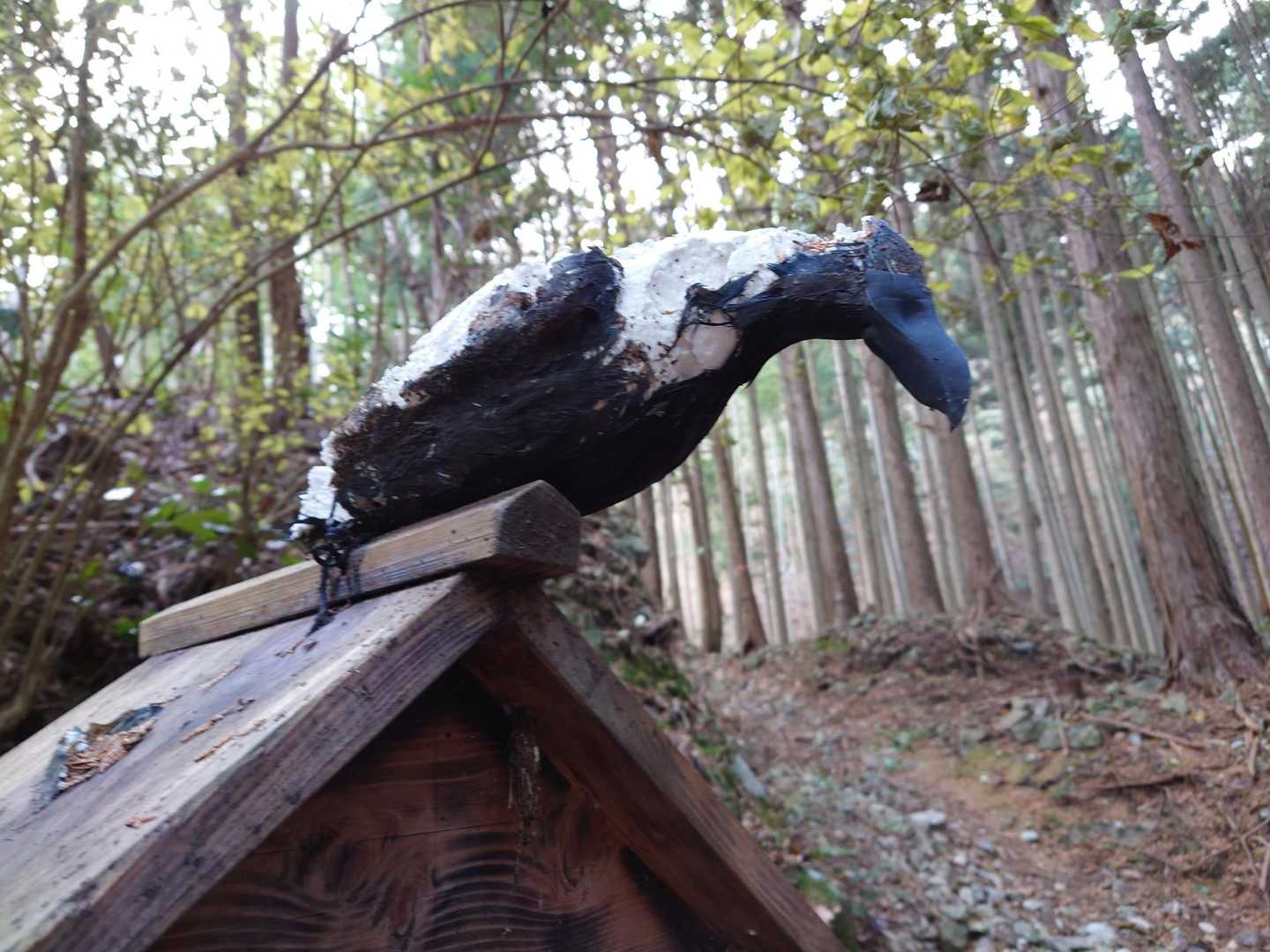 烏さん、行ってきます🤗