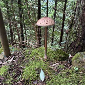 立派なきのこ🍄‍🟫