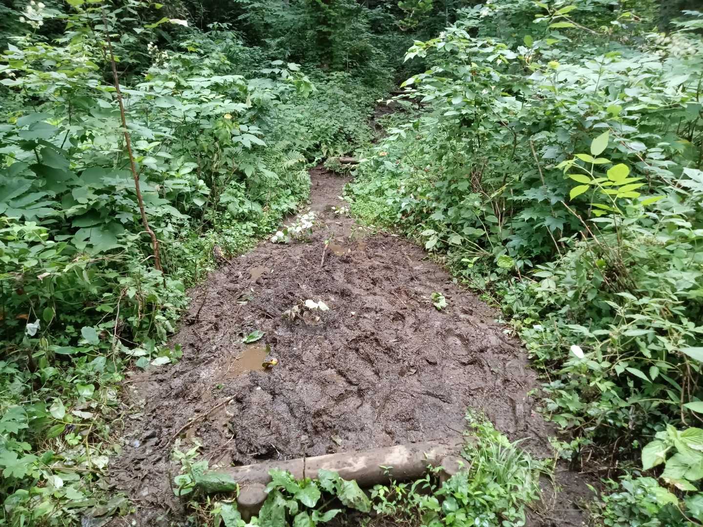 昨日雨☔が降ったのか、地面はグチョグチョ😰