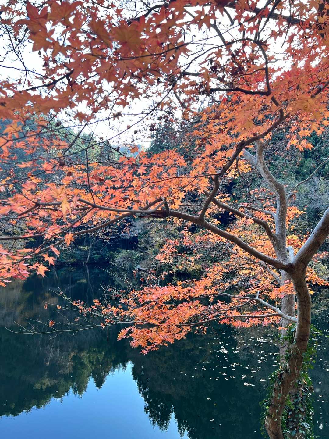 湖畔のモミジ、紅葉しています🍁