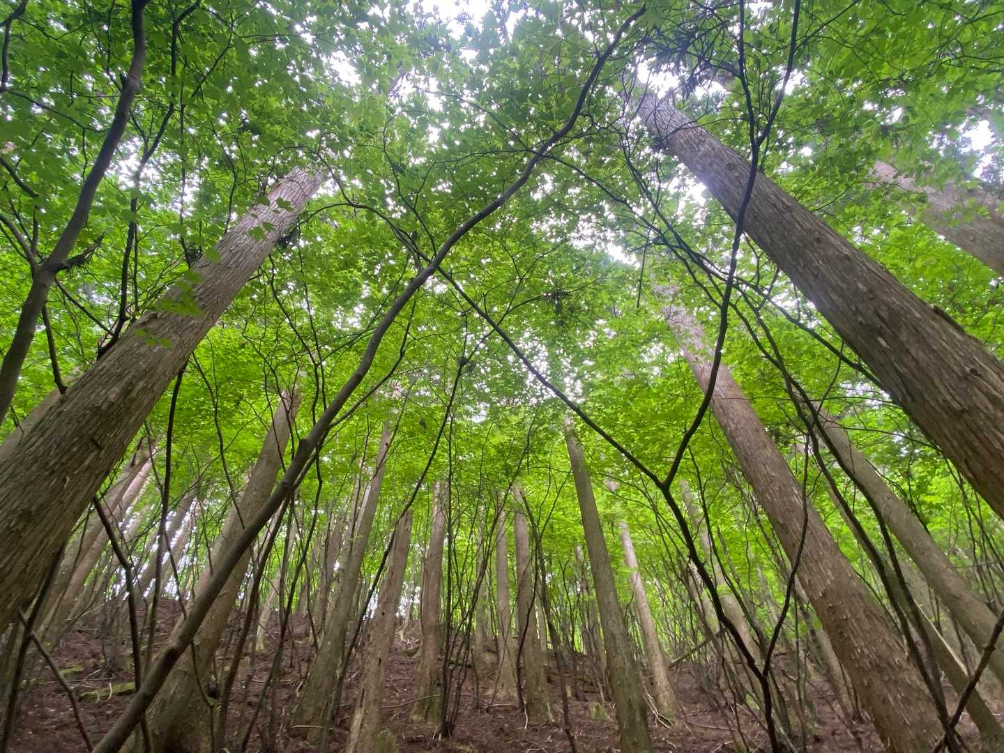 美しい森🌳