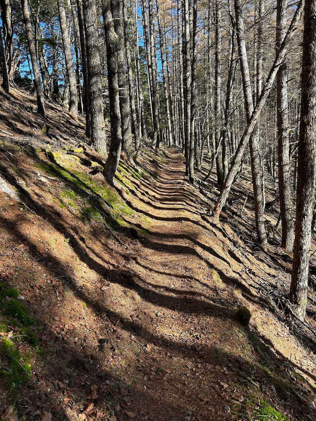 裸山に向かってます。ゼブラ柄の木漏れ日登山道。