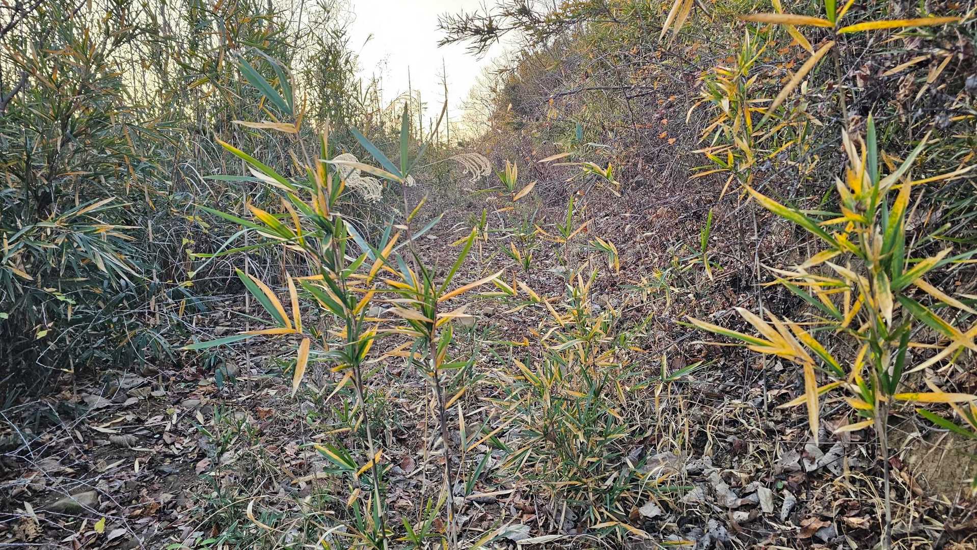 🌿‬