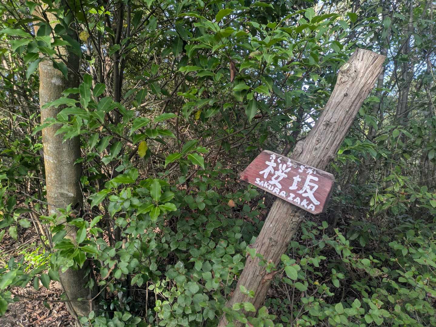 大雄山-雄久峠-雄久山-長谷峠-ダンガメ山-松山 周回コースの写真
