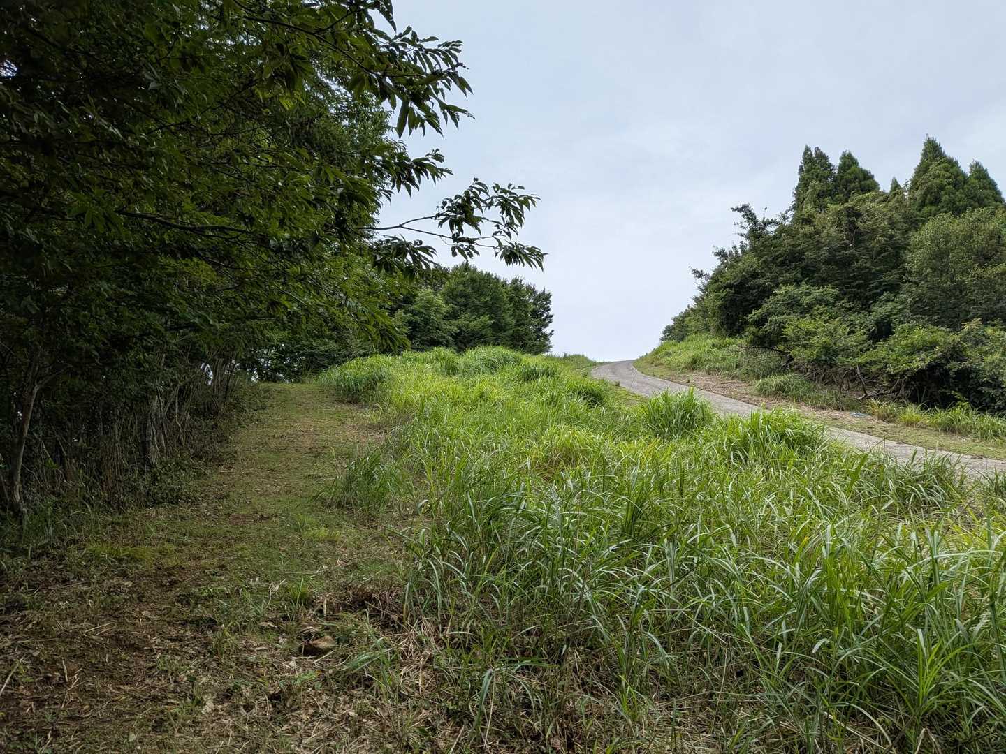 コンクリート道の横の登山道