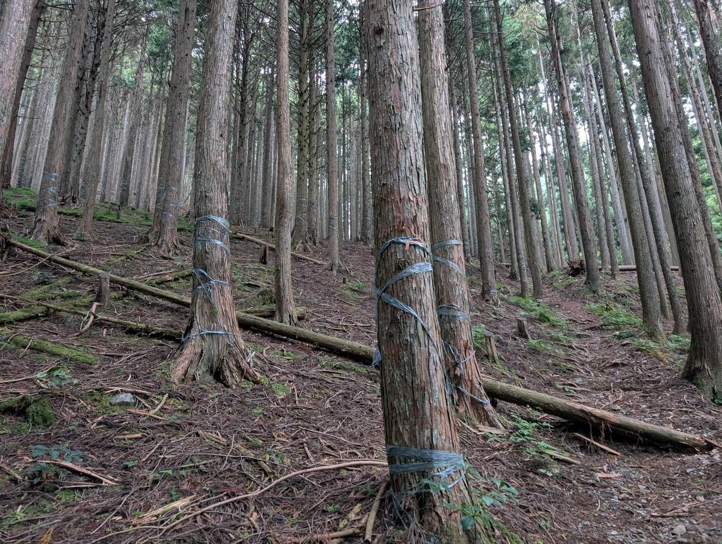 いきなりしんどい
車の中での道中あんなに賑やかだった一同が、途端に全員無口になった
