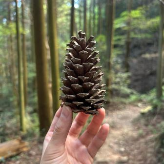 棘ある松ぼっくり