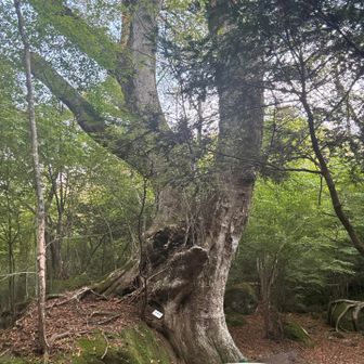 有名な　…   な　とにかく木🌲でする😝