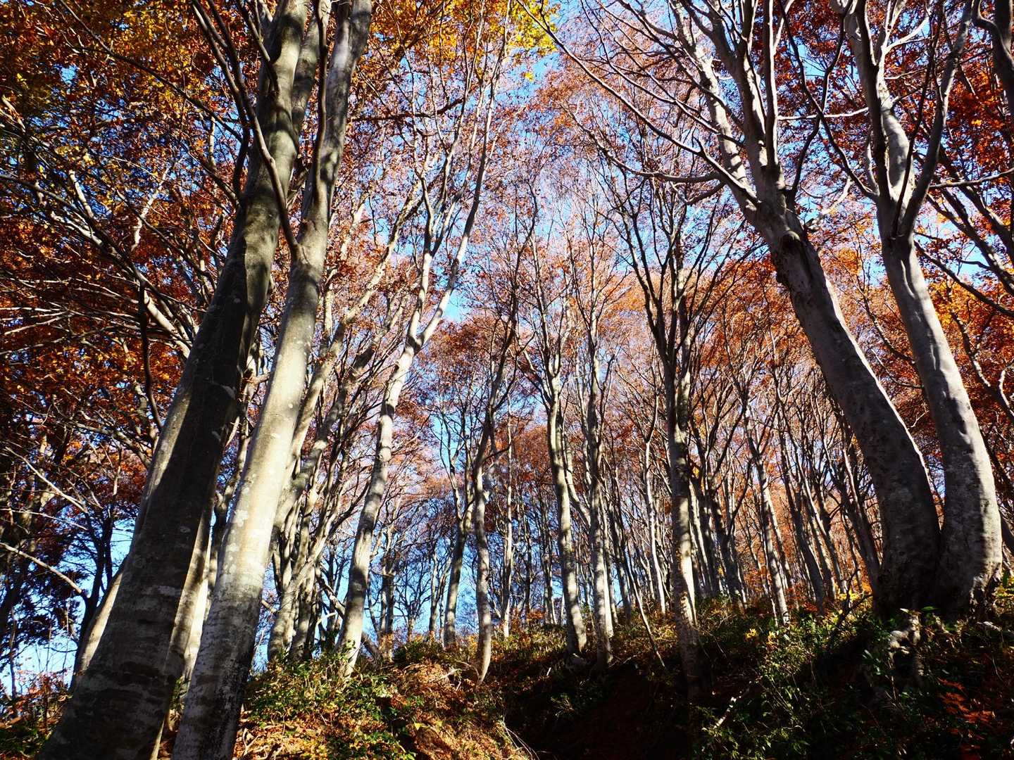 米山（下牧ベース993）＜下牧登山コース＞の写真