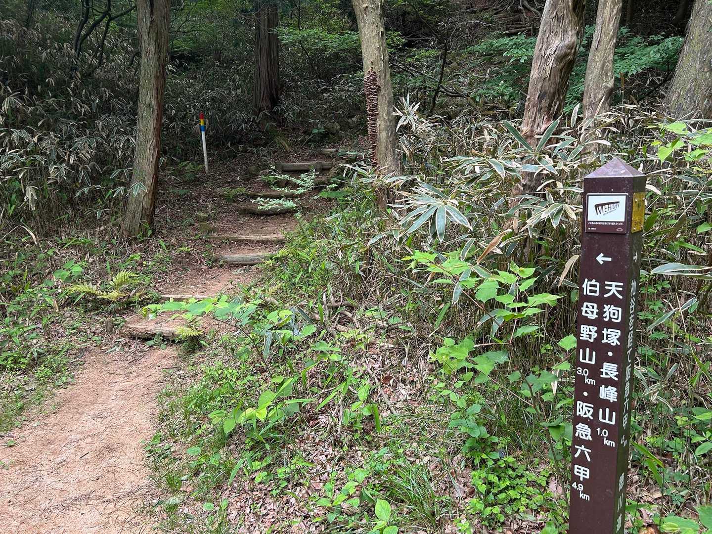 再び登山道に入ります
ここから長峰山まで小規模ですが、アップダウンの連続💦💦
