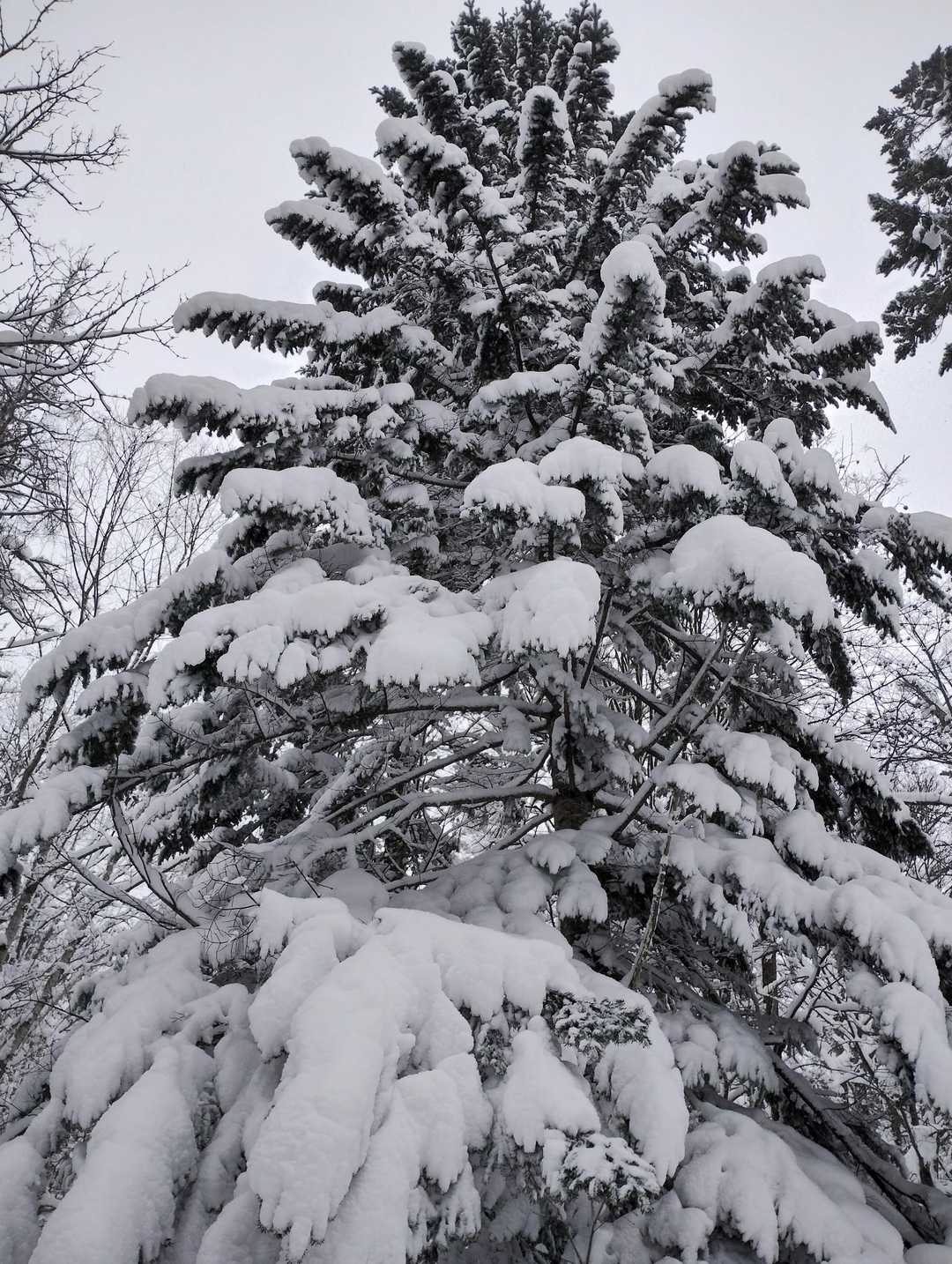 ホワイトXmasツリー🌲☃️