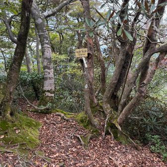 さっきの道を今度は降らないといけないんだよなぁ、、