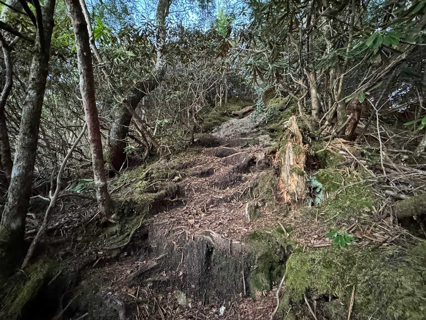 登山道の様子。