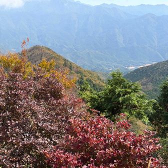 石墨山山頂真っ赤です🍁奥に面河ダム！
